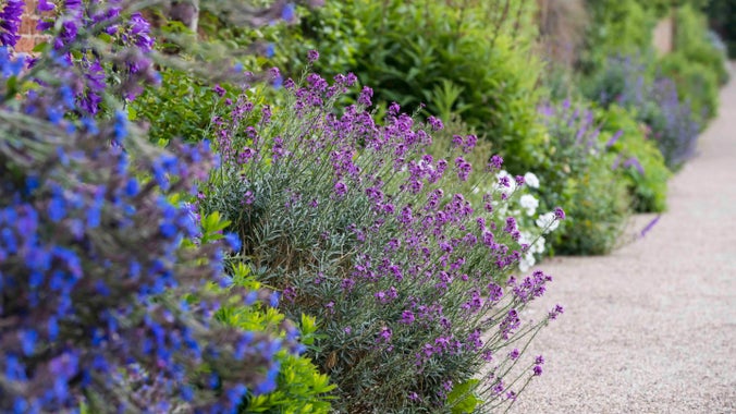 Blue, purple and white flowers spilling over the paths from Erddig’s herbaceous borders